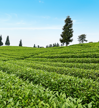 Agriculture