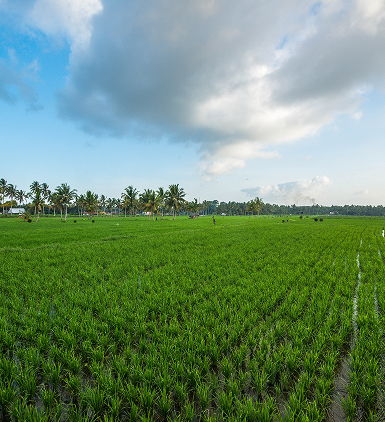Precision Agriculture with Smart Drone Spraying Solutions