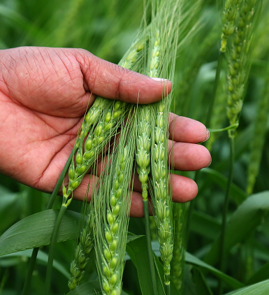 Boosting Farm Efficiency Using Advanced Crop Monitoring Drones
